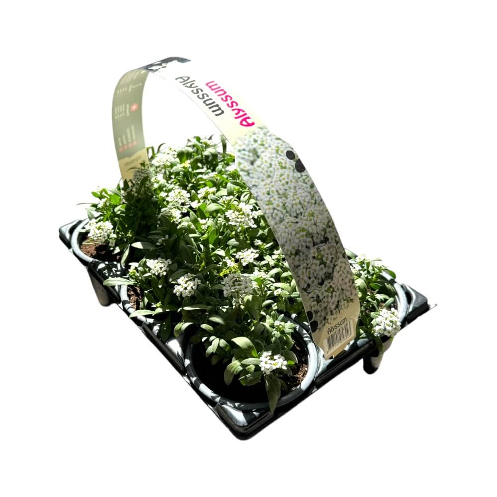 Lobularia maritima, kasse med 6 stk.