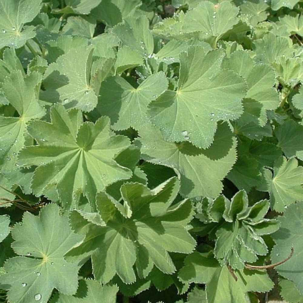 Løvefod – Alchemilla mollis (10 cm potte)