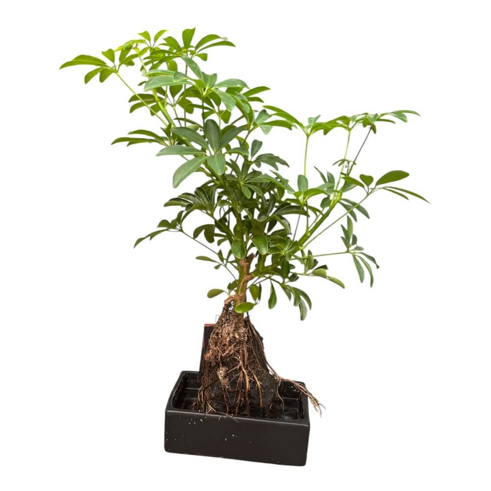 Lova Schefflera sæt – Schefflera på lavasten med vandingsbakke