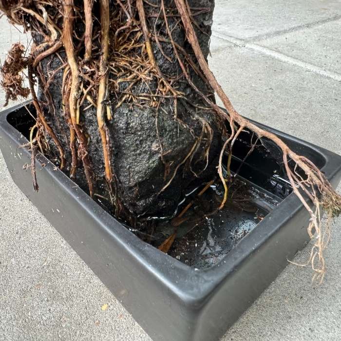 Lova Schefflera sæt – Schefflera på lavasten med vandingsbakke