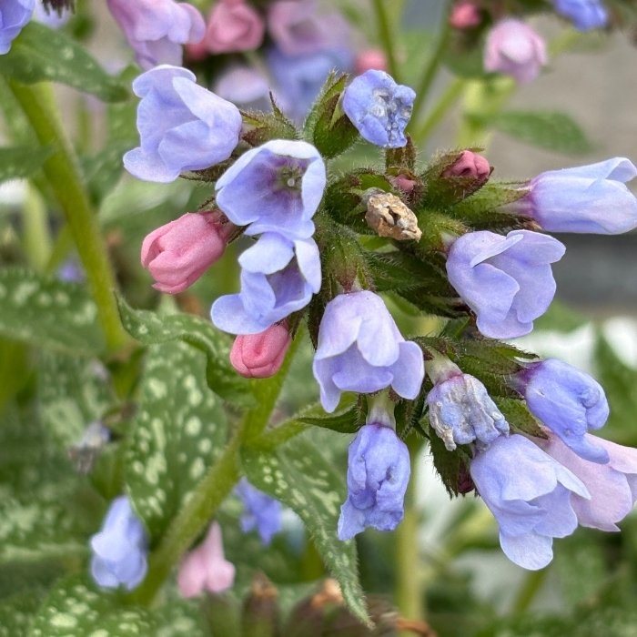 Lungeurt, Pulmonaria ´Twinkle Toes´ - 13 cm Potte