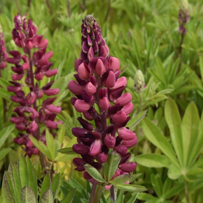 Lupin, LUPINUS polyphyllus 'Mein Schloss' 