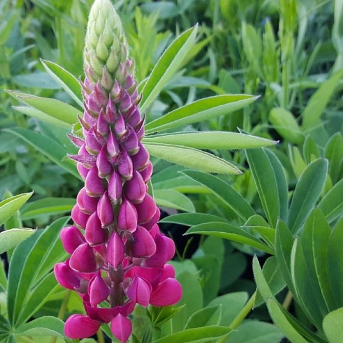 Lupin, LUPINUS polyphyllus 'Mein Schloss' 