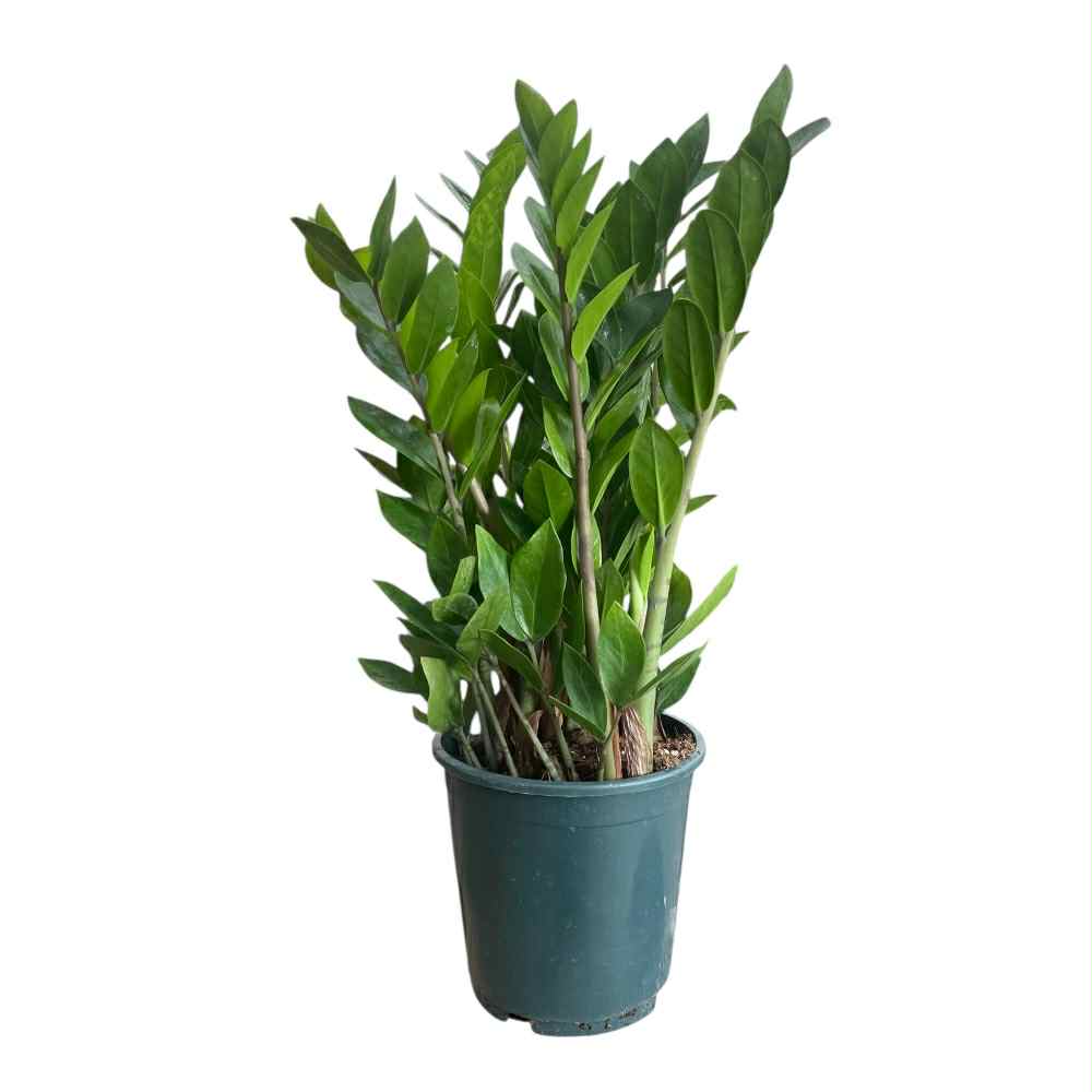 Lykkebregne, Zamioculcas ´Lucky´ i 17 cm potte