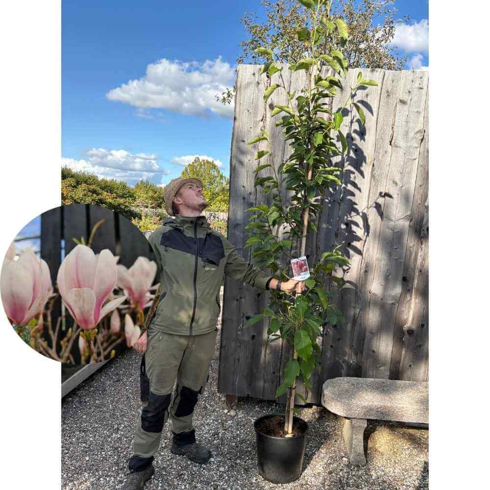 Magnolie træ, Magnolia soulangiana Magnolie, 175-200 cm høj i 20L potte