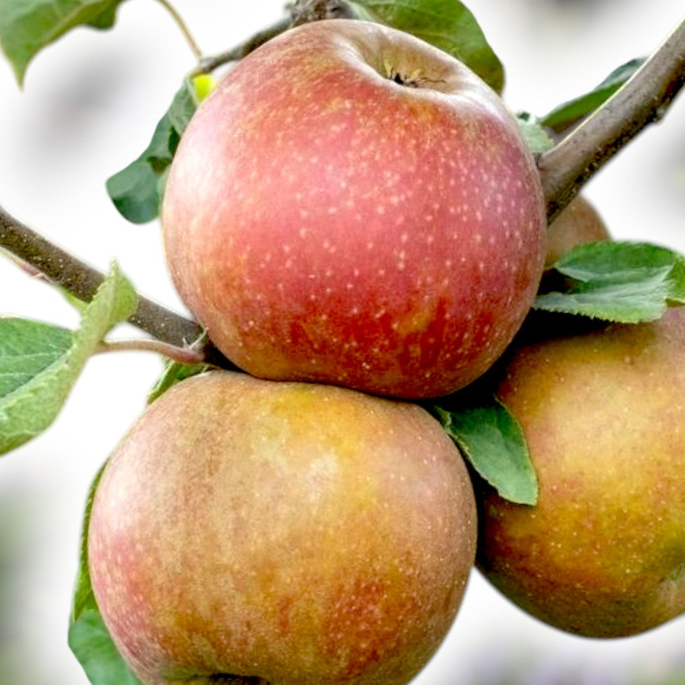 Æbletræ, MALUS DOMESTICA 'INGRID MARIE'