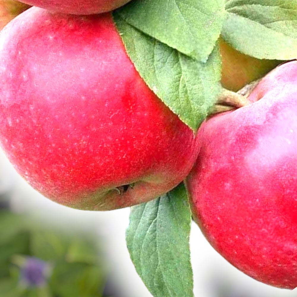 Æbletræ, MALUS DOMESTICA 'RØD ANANAS'