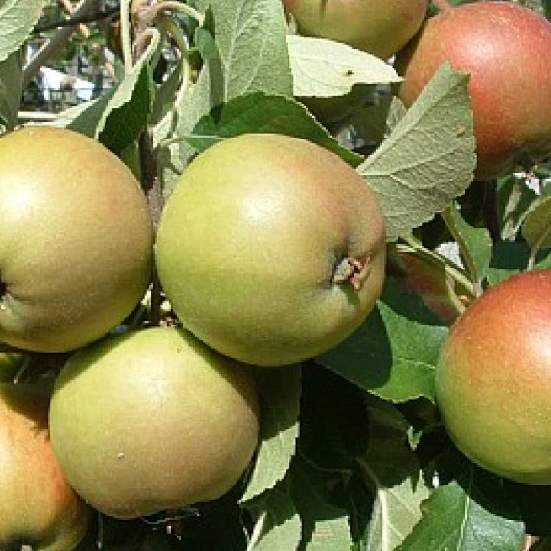 Æbletræ MALUS DOMESTICA 'ELSHOF/ELSTAR' i 10 liter potte til haven.
