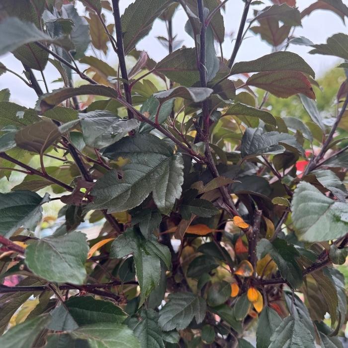 Rødbladet paradisæble, Malus 'Freja' - 10l potte - h120 cm