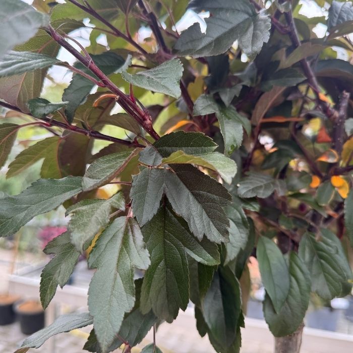 Rødbladet paradisæble, Malus 'Freja' - 10l potte - h120 cm