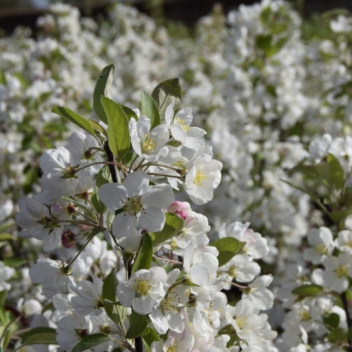 Paradisæble, Malus hyb. 'Evereste' - 10L potte, H175-200cm