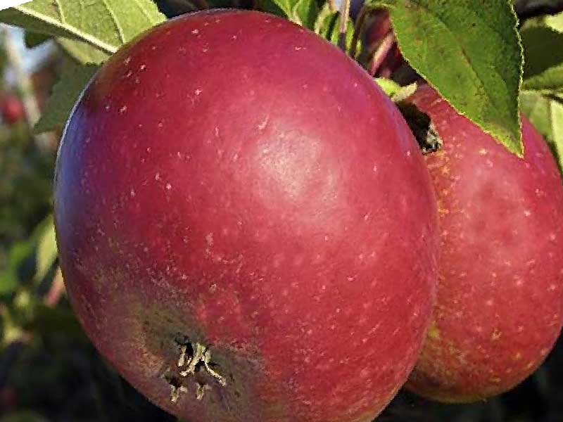 Æbletræ, MALUS DOMESTICA 'RØD INGRID MARIE'