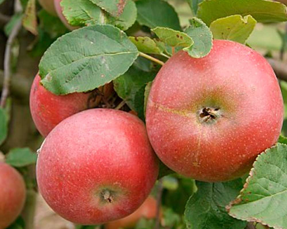 Æbletræ, MALUS DOMESTICA 'RØD AROMA' - 10 liter potte