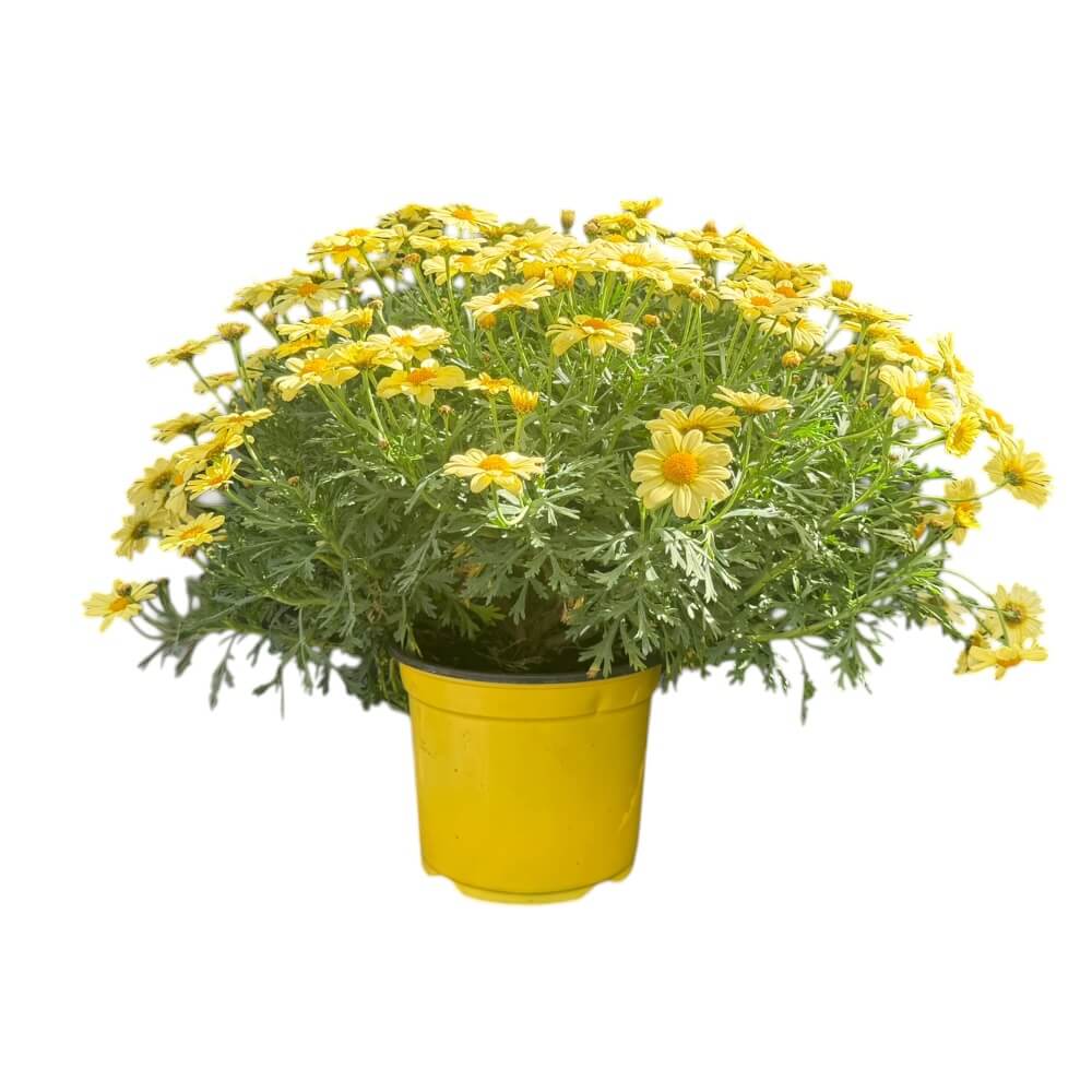 Margurit, argyrant. frut. busk i 19 cm potte - GUL