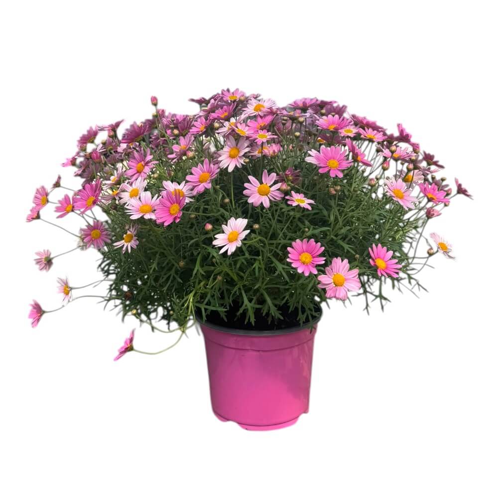 Margurit, argyrant. frut. busk i 19 cm potte - PINK