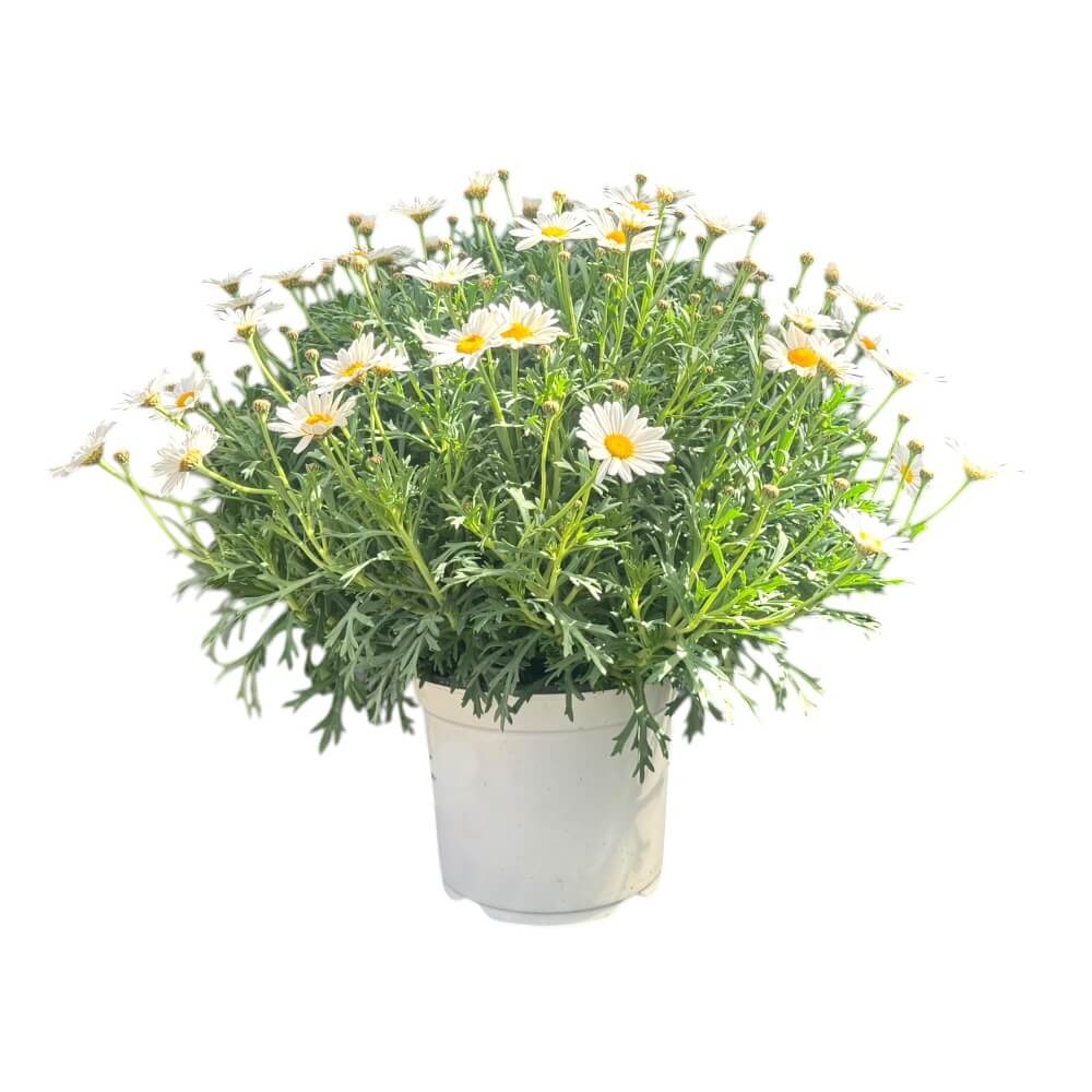 Margurit, argyrant. frut. i 19 cm potte