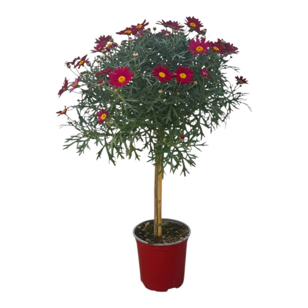 Margurit, opstammet, argyrant. frut. i 19 cm potte - rød