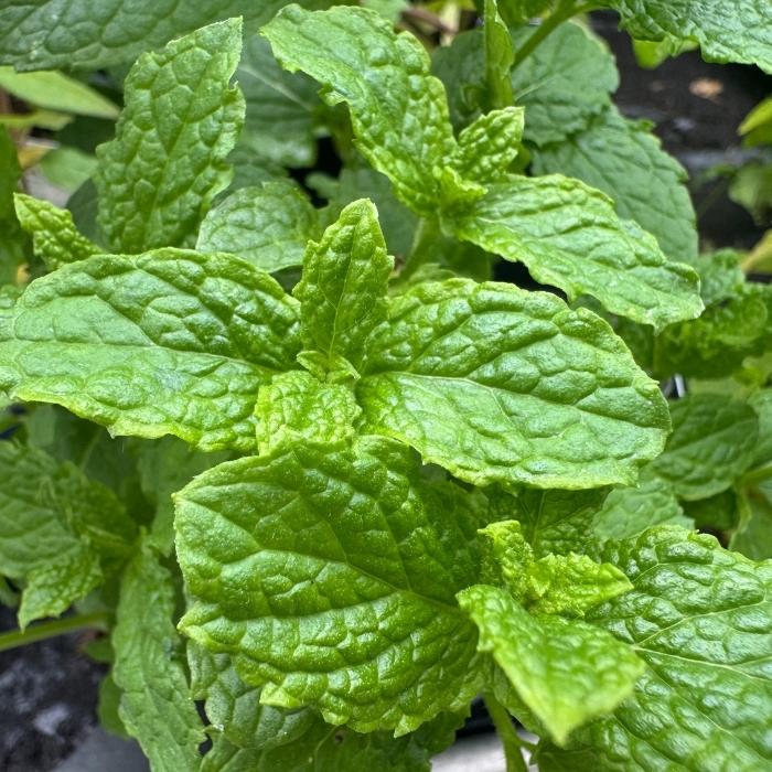 Marokkansk mynte, MENTHA VARIEGATA - 10 cm potte