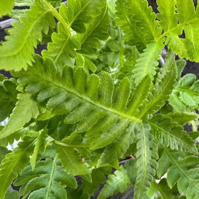 Orientalsk strudsvingebregne, MATTEUCCIA orientalis