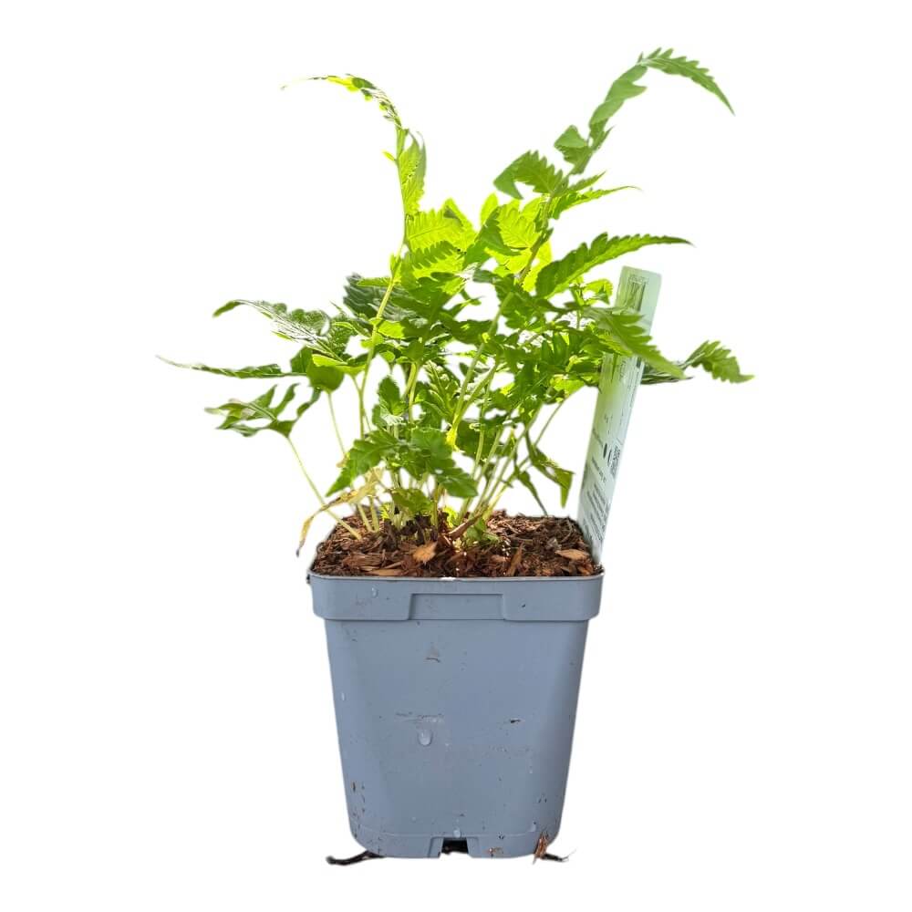 Orientalsk strudsvingebregne, MATTEUCCIA orientalis - 1 L Potte