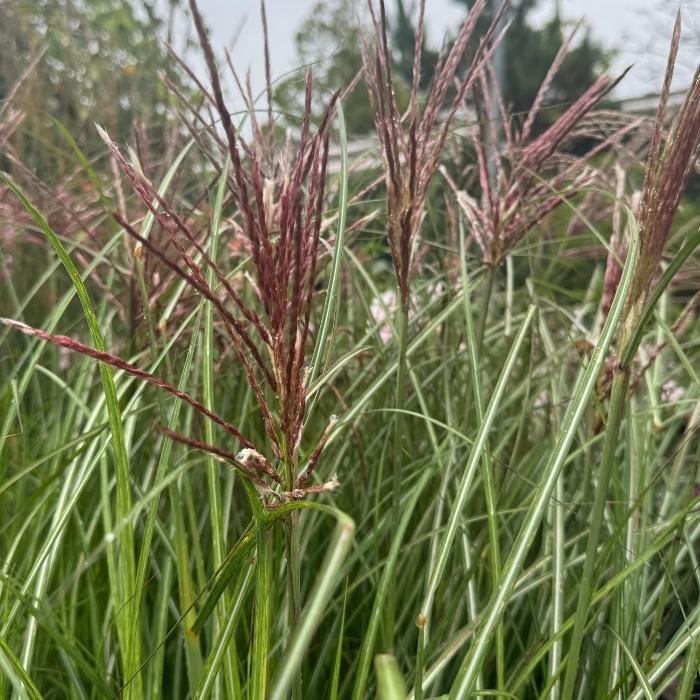 Kinesisk sølvgræs, Miscanthus Sin. ´Red Cloud´ - 5 L Potte