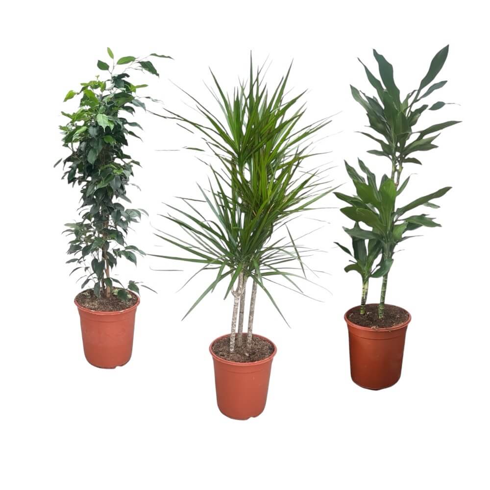 Flot stor stueplante, forskellige slags