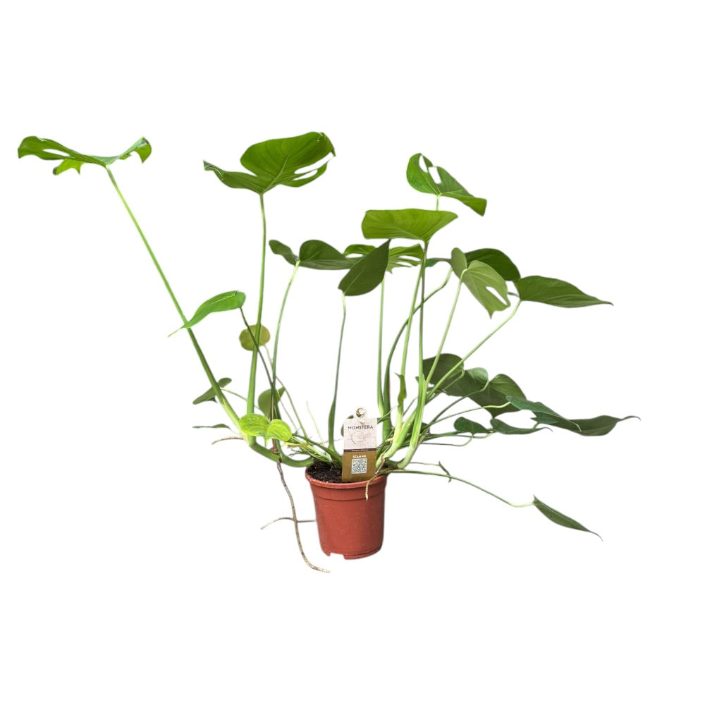 Fingerphilodendron, Monstera deliciosa - 17 cm potte / h55 cm
