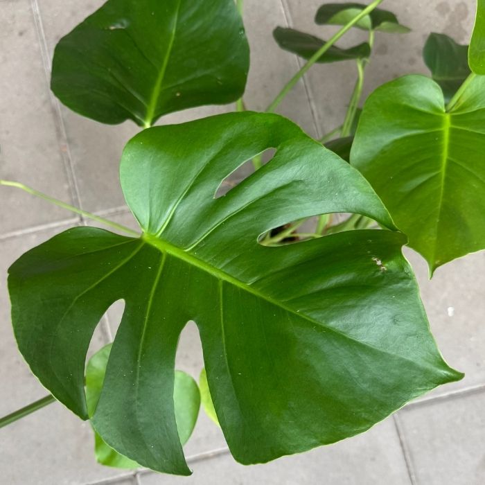 Fingerphilodendron, Monstera deliciosa 