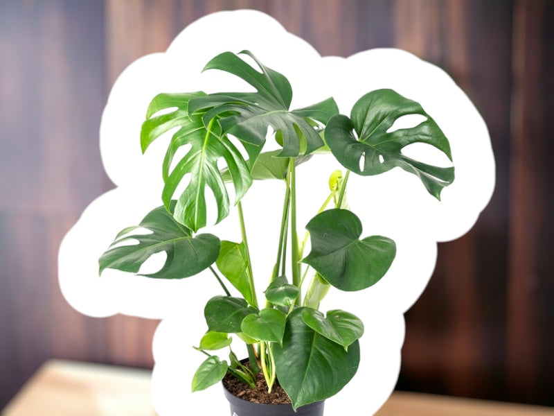 Monstera Deliciosa plante i potte med diameter 19 cm.