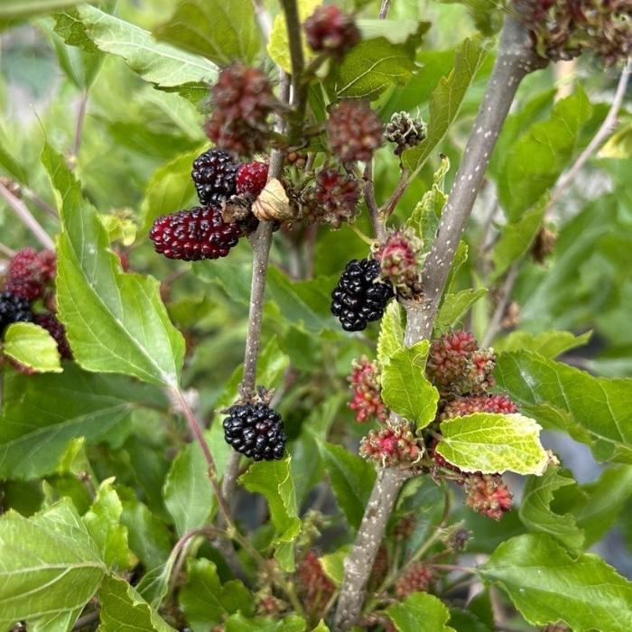 Sort Dværg-Morbær, Morus rotundifolia 'Mojo Berry'- 7,5l potte - h50 cm