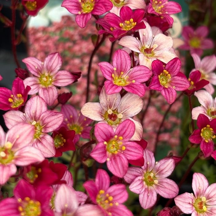Mos-Stenbræk, SAXIFRAGA arendsii ´Peter Pan´ - 10 cm Potte