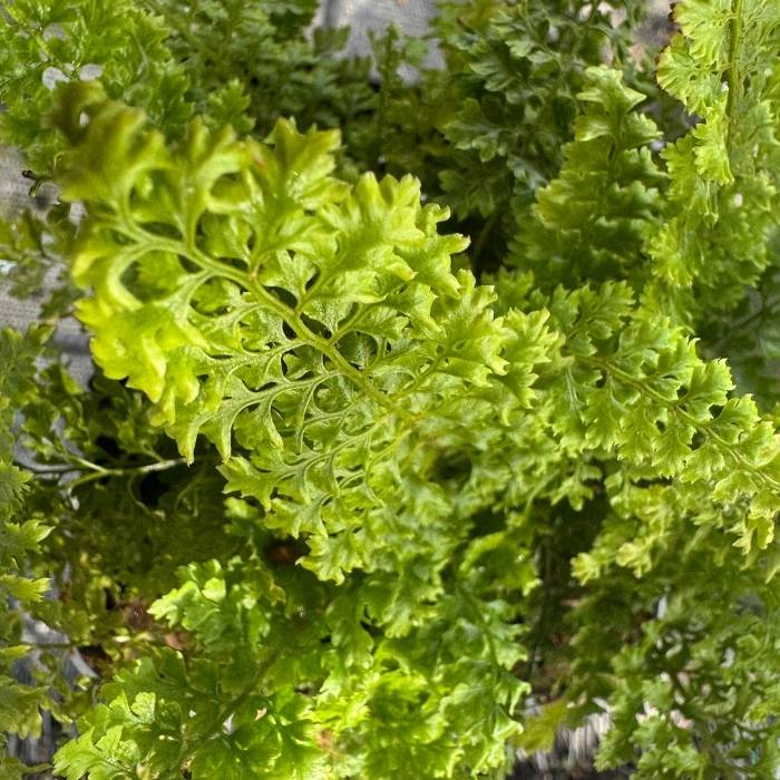 Mosbregne ´Plumosum Densum´ 