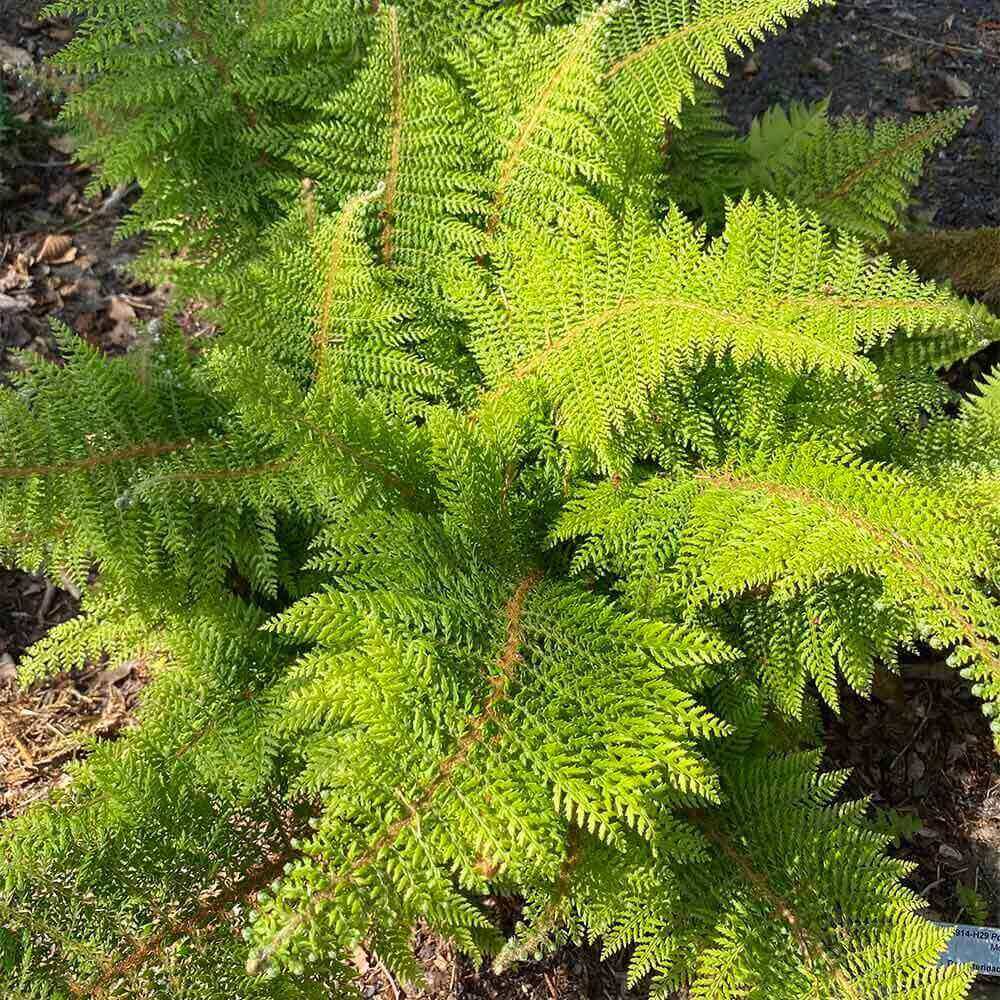 Mosbregne 'Plumosum Densum' - 1 L Potte