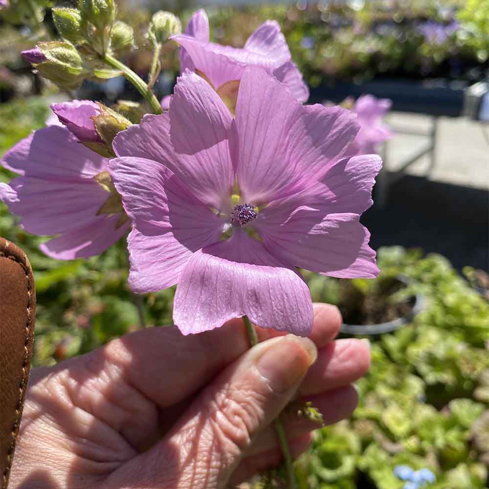 Katost, MALVA moschata - 1 L Potte