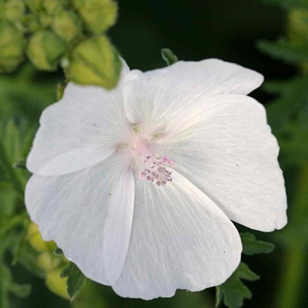 Moskuskatost, MALVA moschata 'Alba' i 1 L Potte