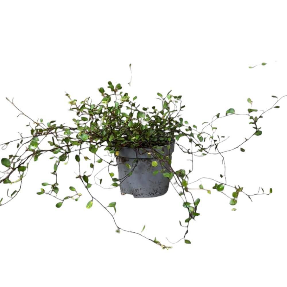 Pletter i luften, Muehlenbeckia com. 'Maori' - 9 cm potte