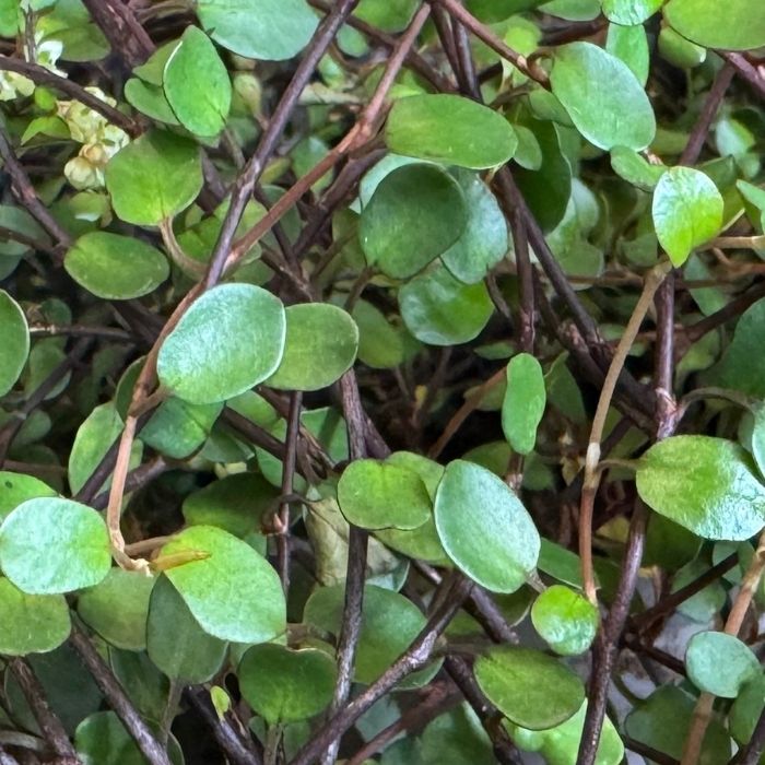 Pletter i luften, Muehlenbeckia com. 'Maori' - 9 cm potte