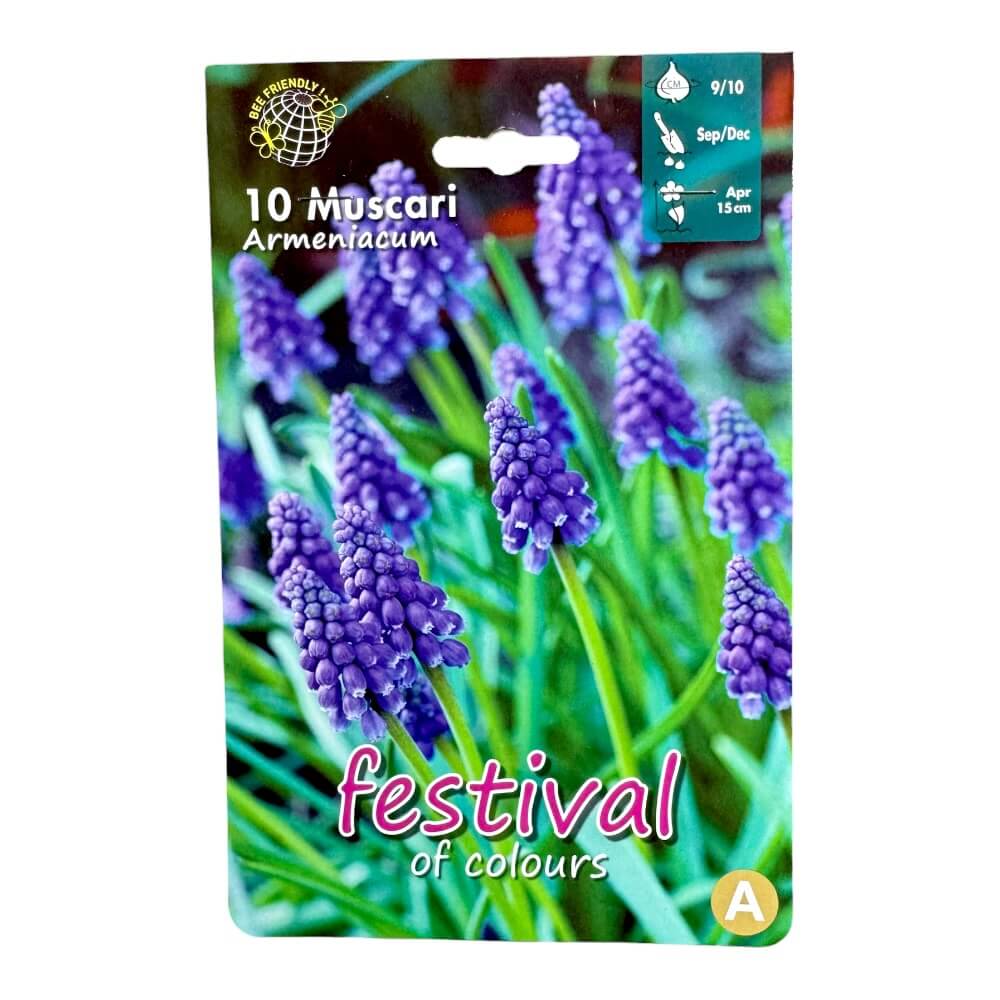 Perlehyacint, Muscari Armeniacum - 10 stk.