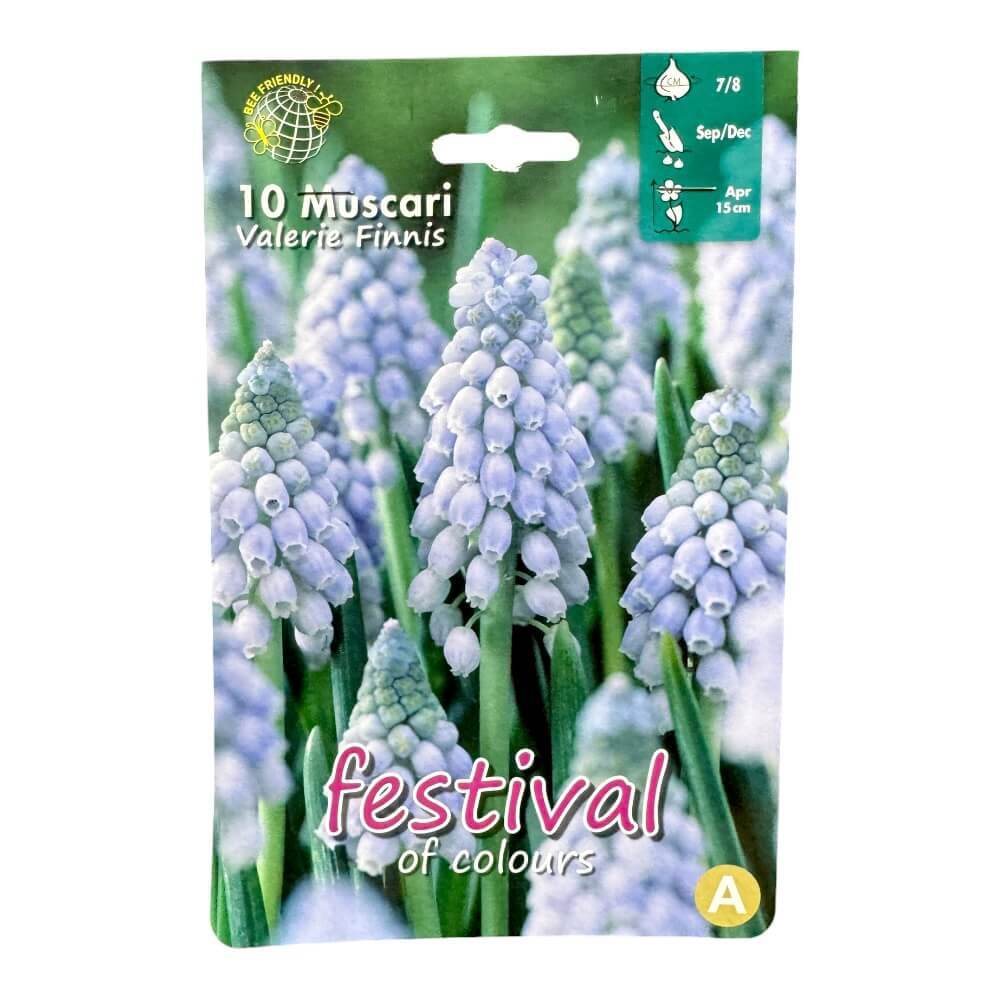Perlehyacint, Muscari ´Valerie Finnis´ - 10 stk.