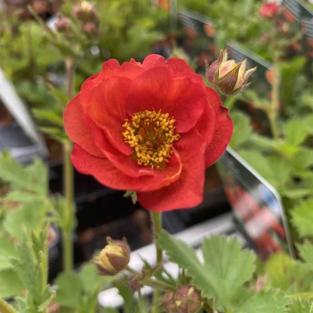 Nellikerod, GEUM hybrid ´Scarlet Tempest´ i 1 L Potte