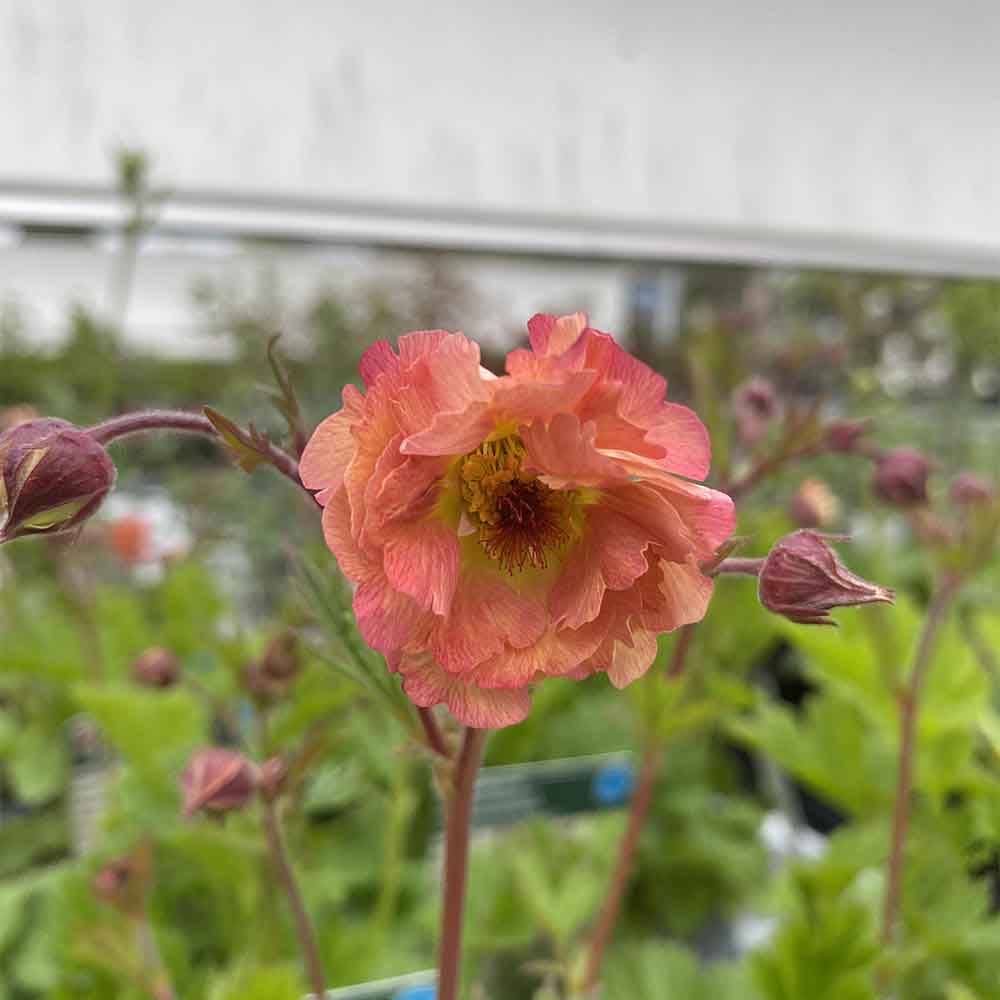 Nellikerod, GEUM coccineum ´Mai Tai´ i 1 L Potte