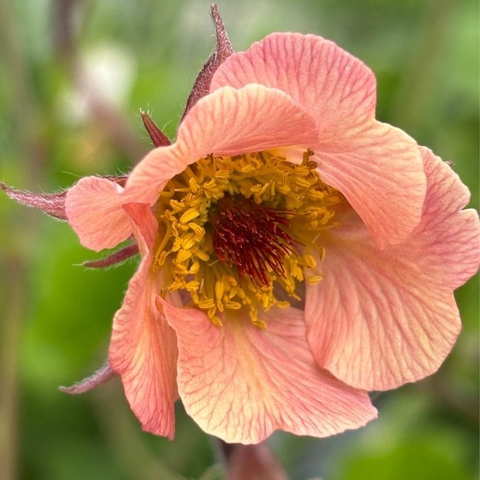 Nellikerod, geum 'MAI TAI' - 3 L potte