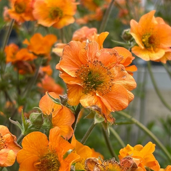 Nellikerod, Geum 'Totally Tangerine'