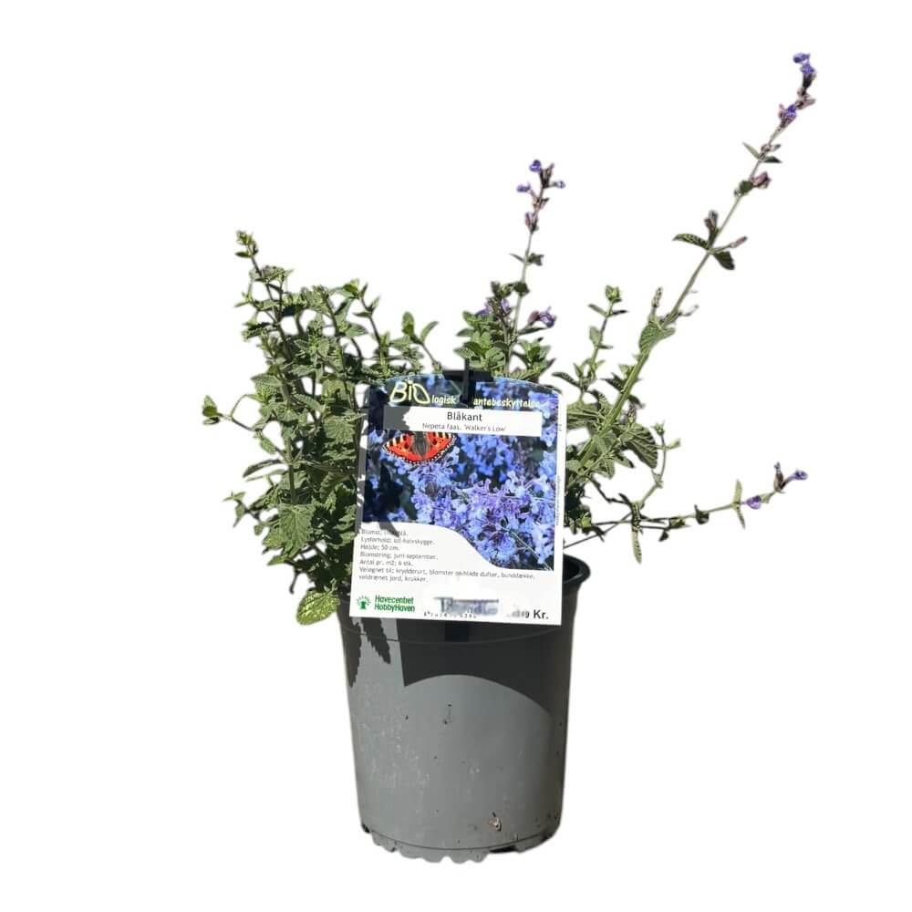 Blåkant, Nepeta ´Walkers Low´ - 13 cm Potte