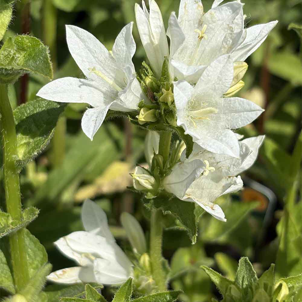 Klokkeblomst CAMPANULA glomerata ´Schneekrone´ i 1 L potte.