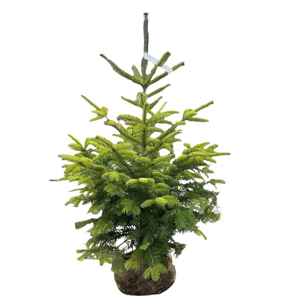 Nordmannsgran, grantræ, Abies nordmanniana - H100-120 CM RB med klump