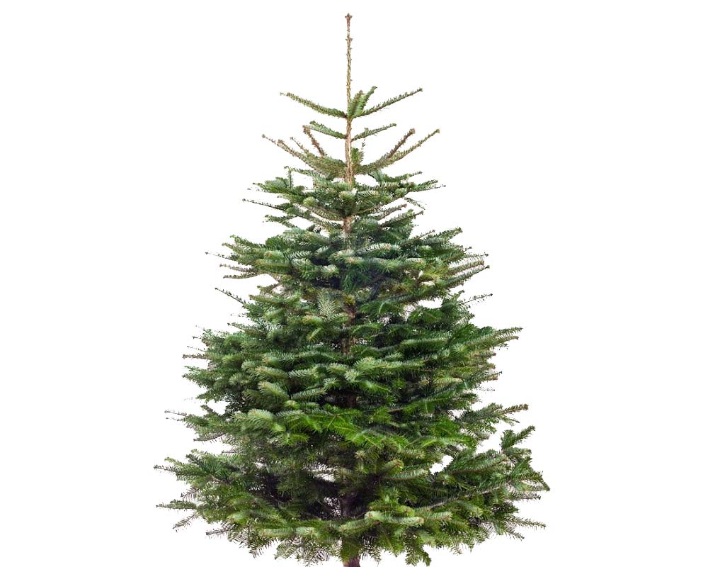 Juletræ, højde 225-275 cm