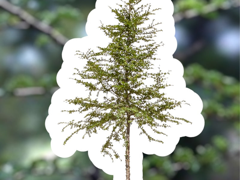 Nothofagus antarctica træsort, velegnet til forskellige anvendelser.