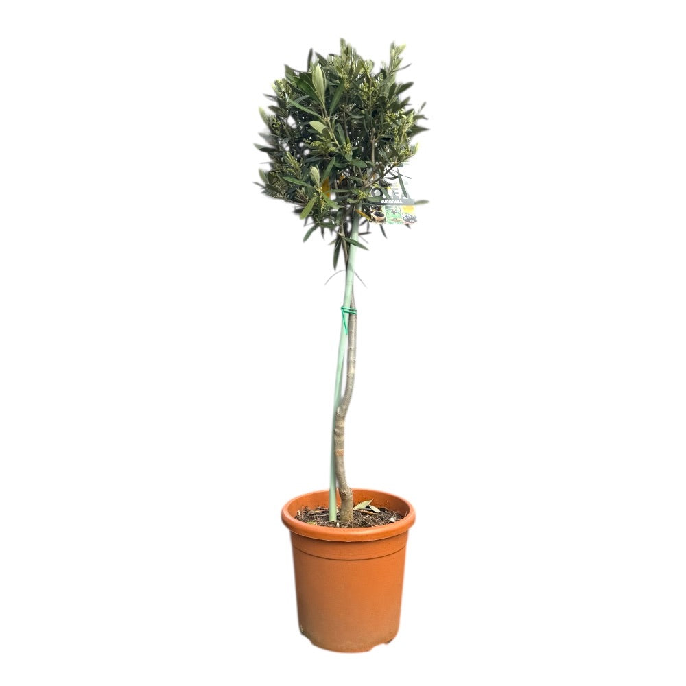 Oliventræ, Olea europaerus i 20 cm potte - stamme 70-80 cm.