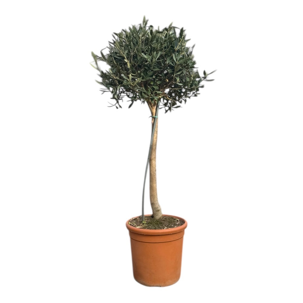 Oliventræ, Olea, stamme 24 cm
